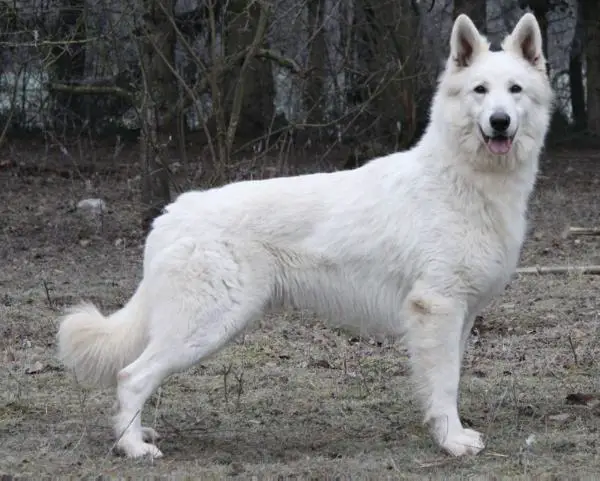 CHAMPION MONTÉNÉGRO F Apollo choice du bois des ternes