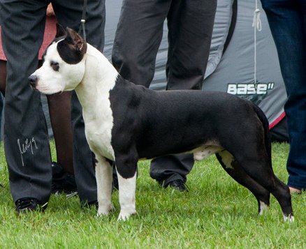 CH, BISS Ahil For Ugodin´s Bear Spirit