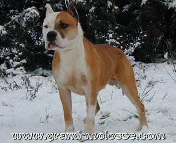 Pinkel Du Repos Des Guerriers