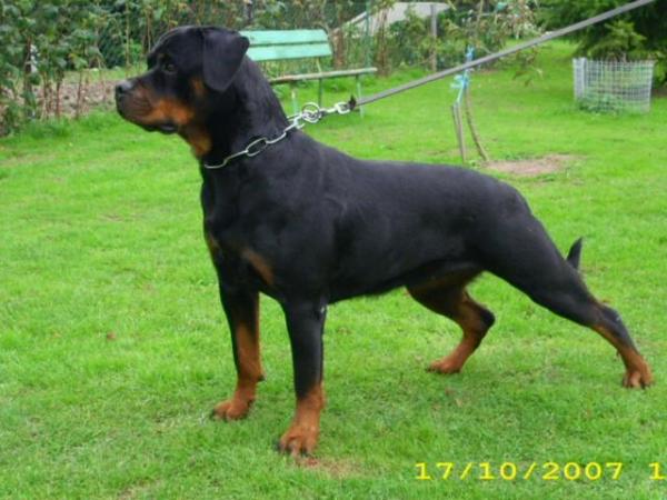 Face vom Weissen Schwan