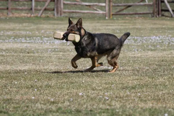 Alexa vom Haus de Cos