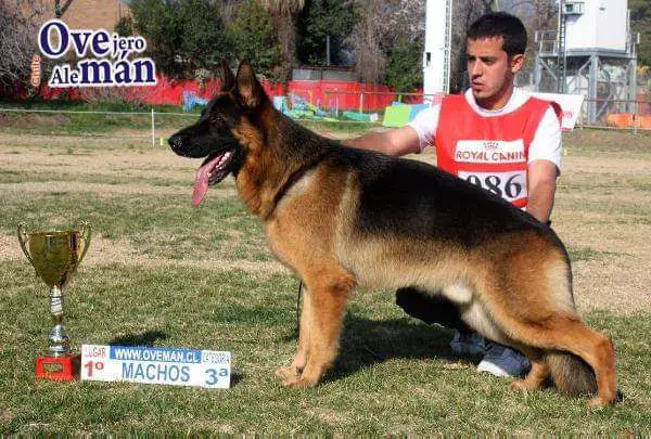 SG 1° LUGAR (CHILE) Vili Von Howard