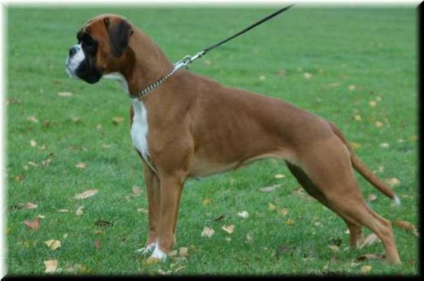 MULTI CH Reebana vom German Dream