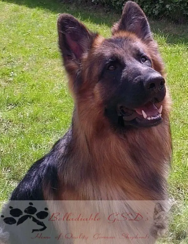 Hawksglen Zorro at Belladiable