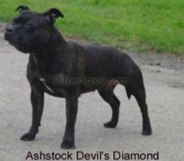 Ashstock Devils Diamond