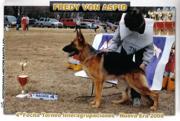 Fredy Von Aspid