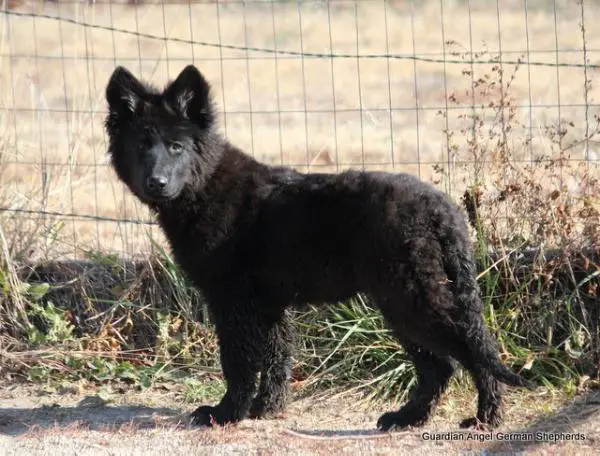 Guardian Angel's Ima Black Beauty of Knight