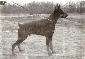 3 x CAC Cino vom Waldeck