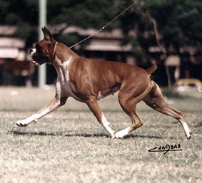 Sunhill's Pink Panther