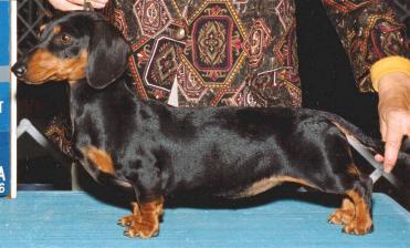 CH (AKC) Duchwood's Nutmeg Ms