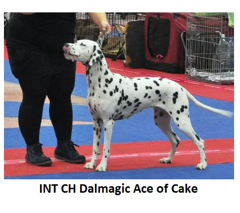INT CH Dalmagic Ace of Cake