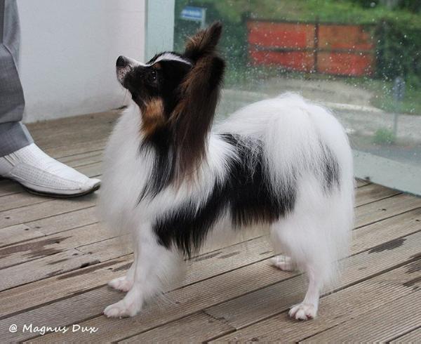 Passionpap's Original Sin