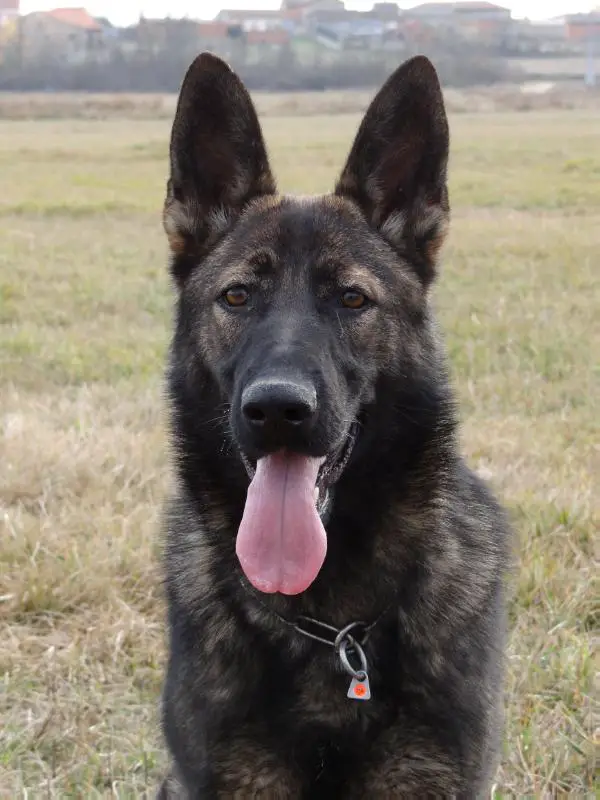 Eder del Salto Roldán