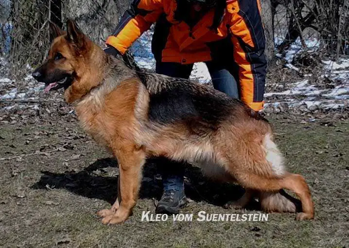 V Kleo vom Suentelstein