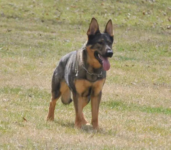 Kao Von Vereinigte Stolz