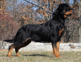 CH SERBIA, bonita of sanny hill