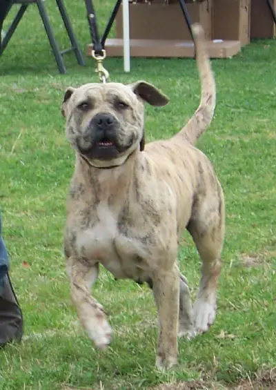 Rorex's Sammy Jo of Pab