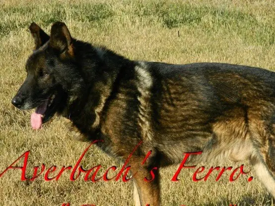 Averbachs Ferro