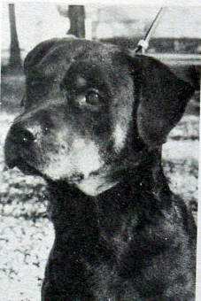 AM CH. Gina vom Ingenhof