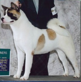 AKC CH CR-Wicca's Reign Of Fire