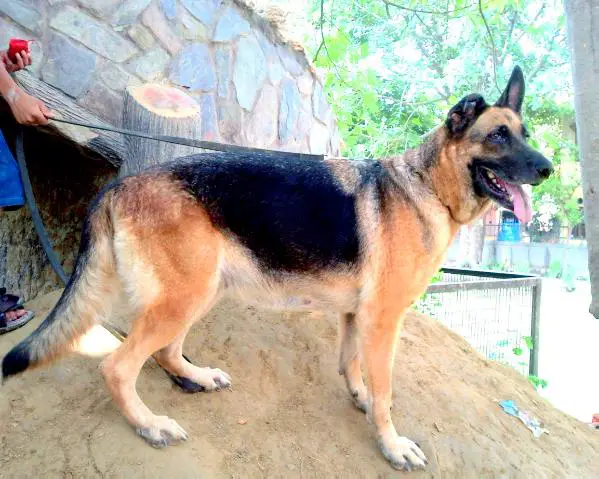 Lika Von Ronald de la Delhi