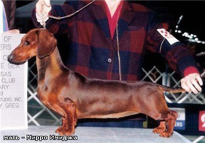 Joy-Dens Li'l Lulu vom Cameron