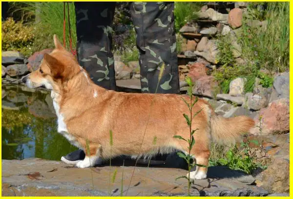 CH UA Illusion Haus Wityk