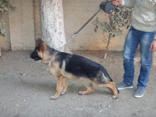 Leo Od Zileta