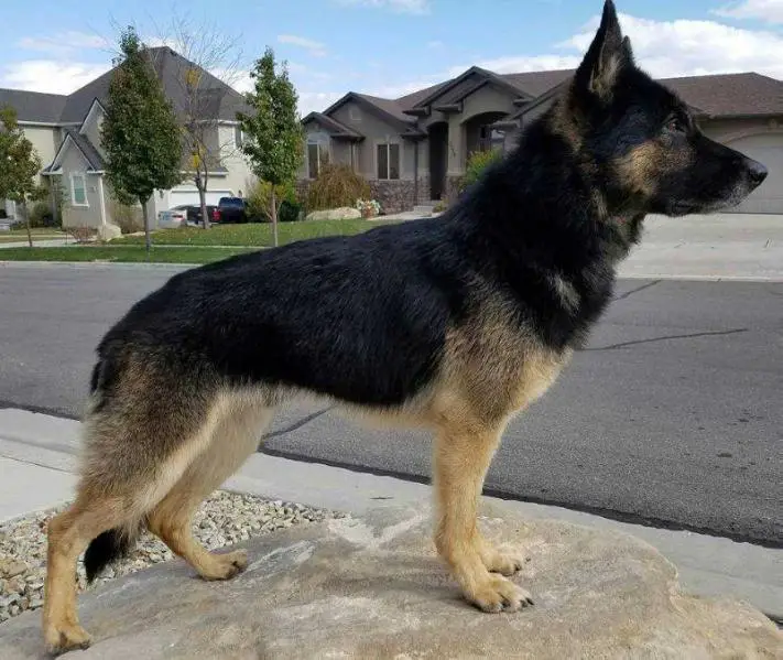Thunborg's Koda
