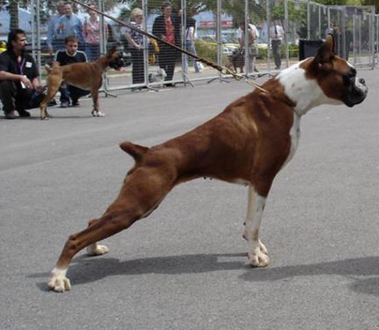 Jacinta de los azores