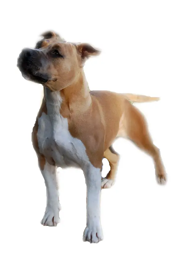 Fabulous du Diamant Rouge