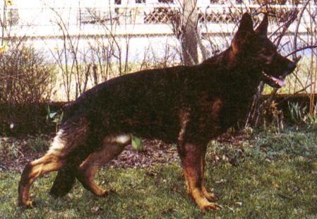 V Brix von der Hühnerburg