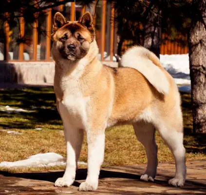 UKR CH Ruthdales Cosmopolitan