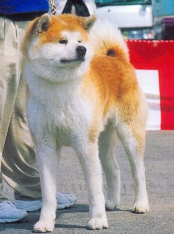 Shikou Go Noshiro Hiyoshisou