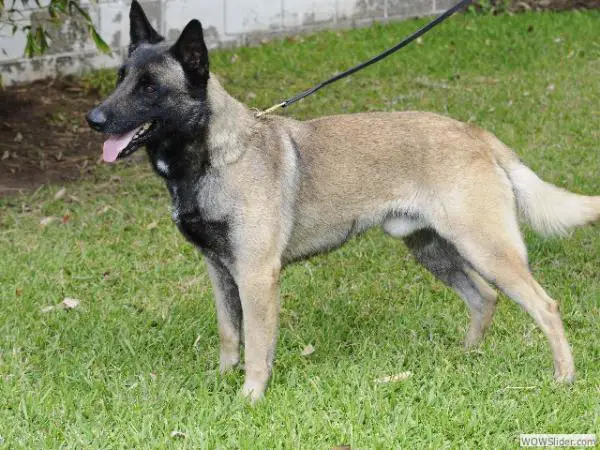 Isac Van Het Dreiland