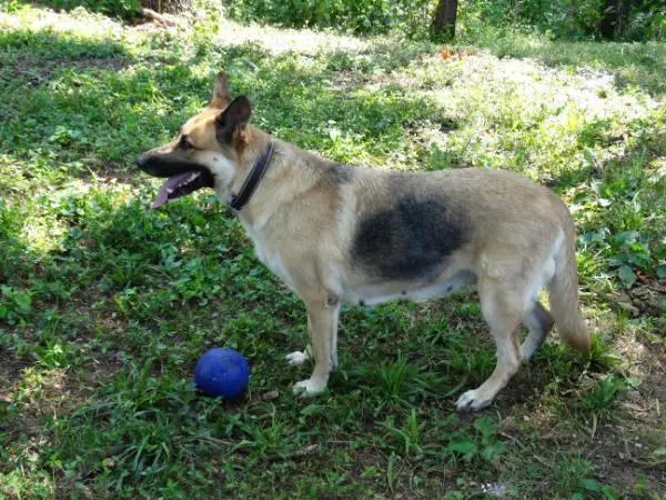 Duchess Die Finstemis