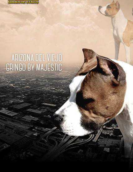 Arizona del Viejo Gringo by Majestic