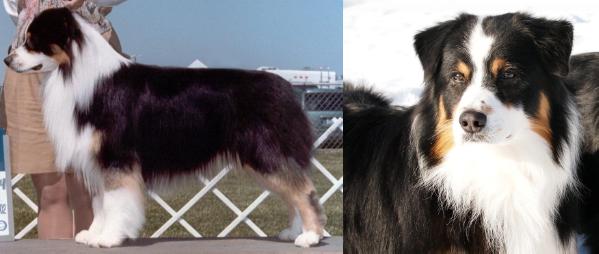 CH (AKC/INT) Everlasting's IMA Rude Dude