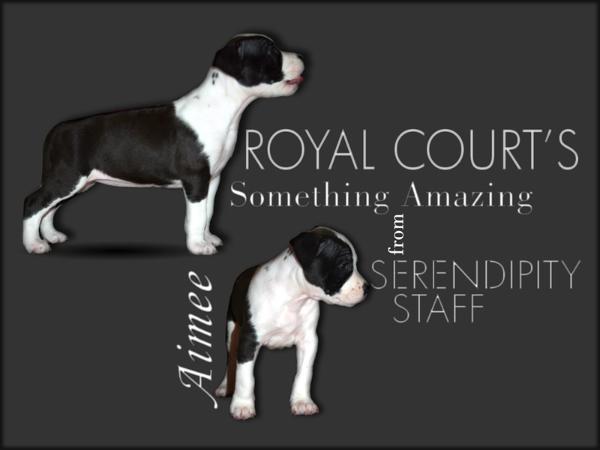 Royal Court's Something Amazing from Serendipity Staff