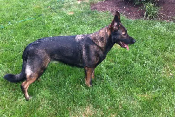 Mocha Von Morhaus Irwin