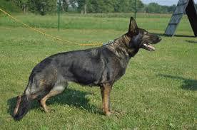 Brixi Marvikor