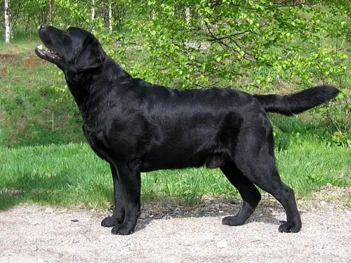Mallorn's Ursus Arctos
