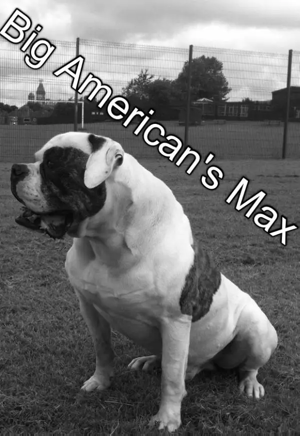 Big american bulldogs max