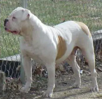 Blue River's Two Ton Tess