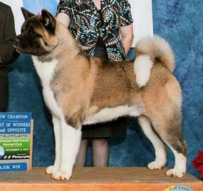 BISS AKC GCH Shinto's & Ronans Cast The First Stone Onyx