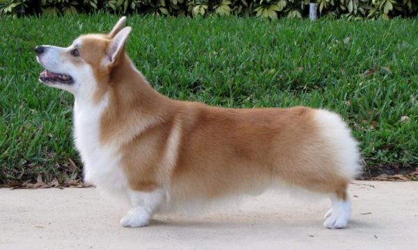 AM GCH CH Riverside Captain Orange
