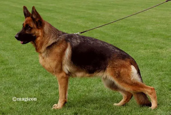 V Jill vom Hauswalder Bach