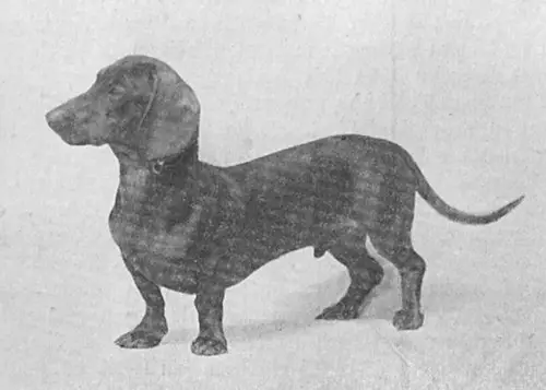 Junker Schneidig II Hui-Faß