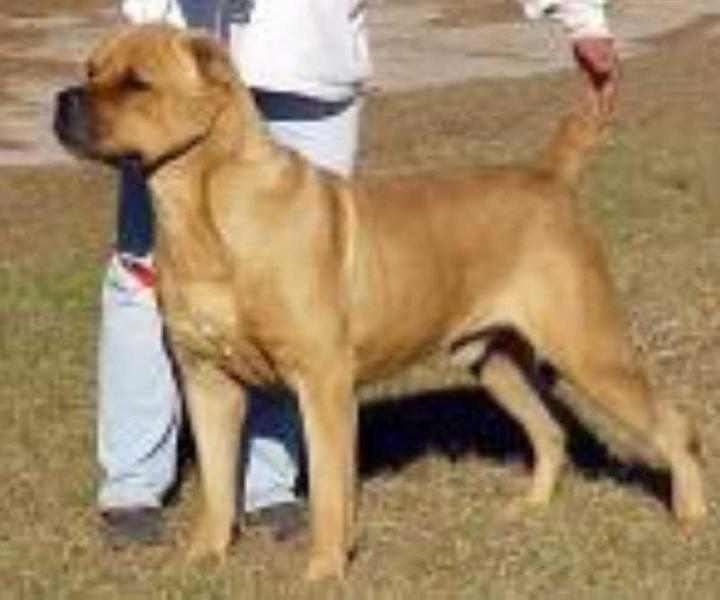 CH Bel Monte Nugget Scandifio