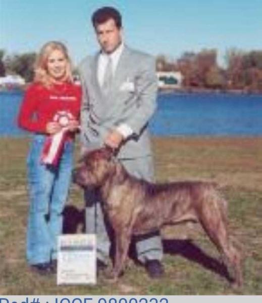 CH Scandifio's Armani